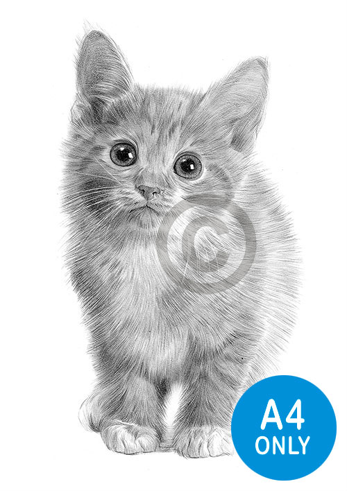 Pencil drawing portrait of a kitten