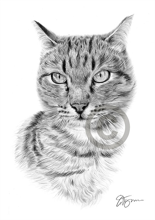 Pencil drawing of a tabby cat