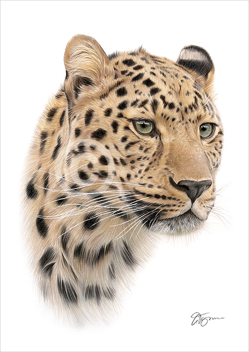 Colour pencil drawing of a Leopard in portrait