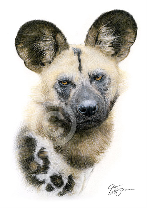 Colour pencil drawing of an African wild dog