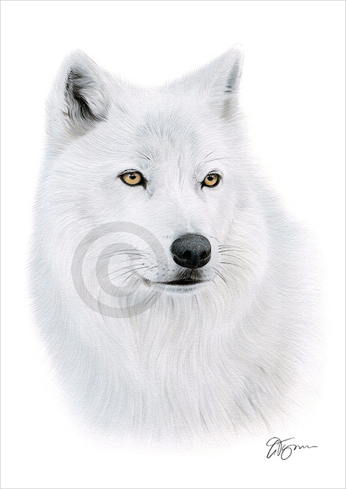 Colour pencil drawing of an Arctic Wolf
