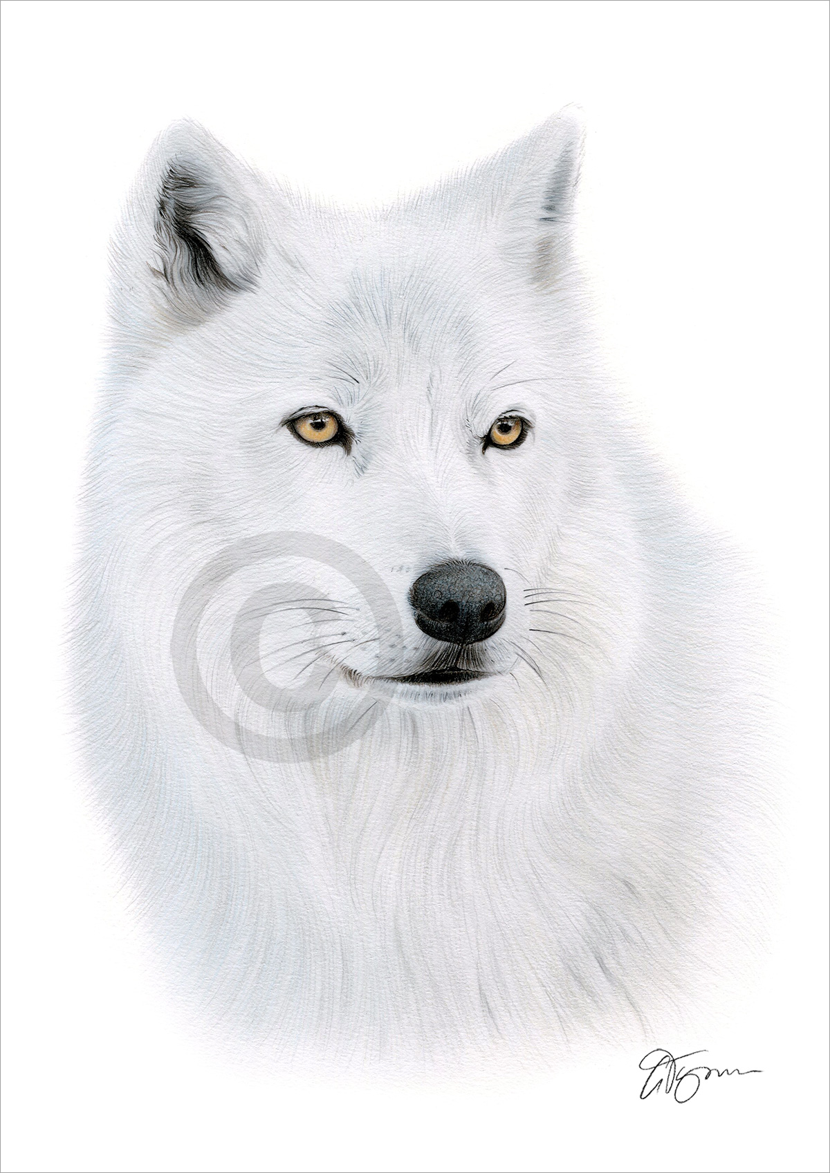 Colour pencil drawing of an arctic wolf by artist Gary Tymon