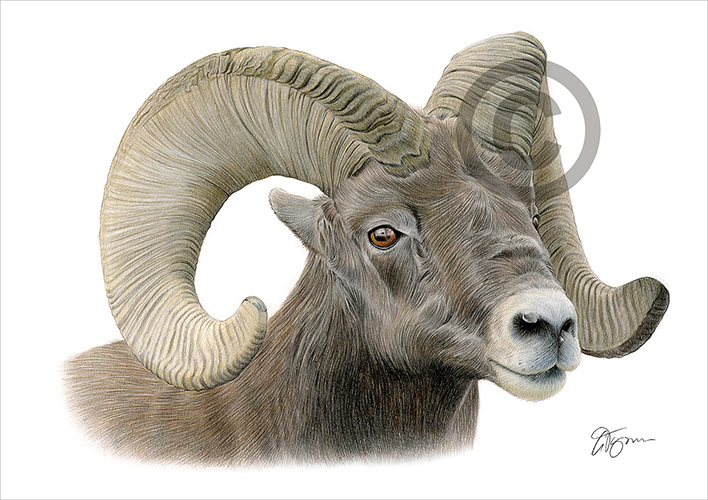 Colour pencil drawing of a bighorn ram