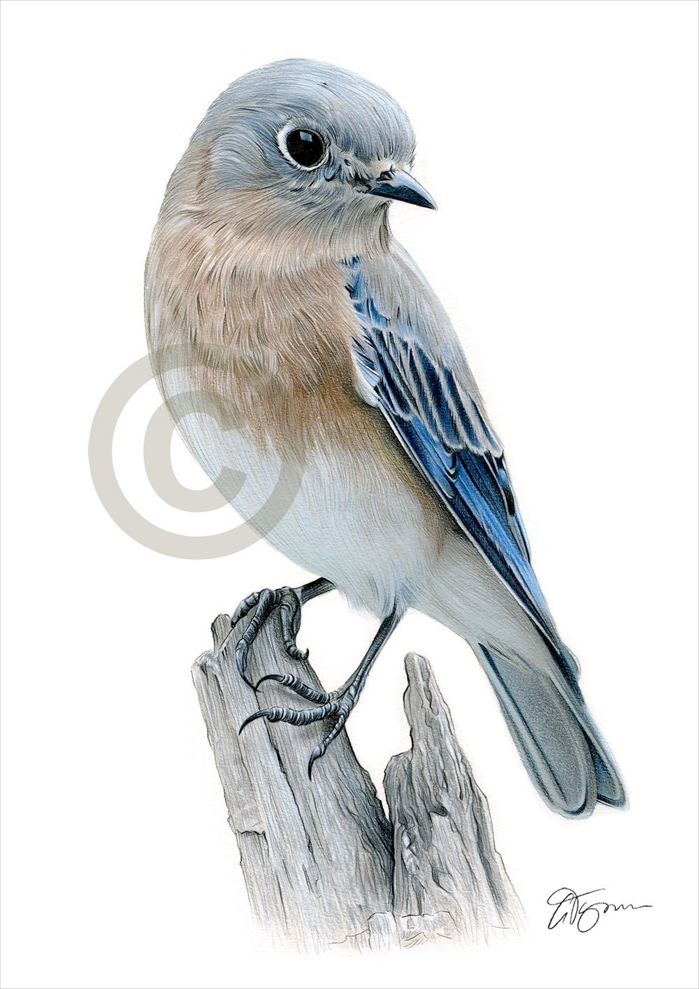 Colour pencil drawing of a bluebird by UK artist Gary Tymon