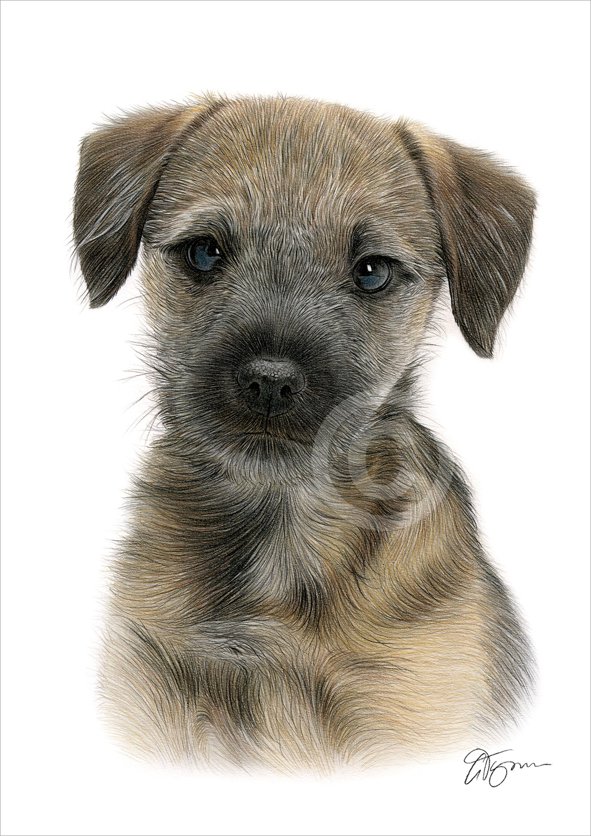 Colour pencil drawing of a border terrier by artist Gary Tymon