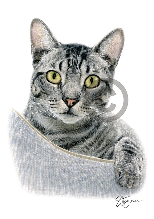 Colour pencil drawing of a cat in its basket