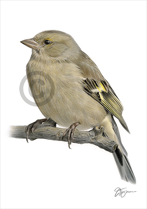 Colour pencil drawing of a female Chaffinch