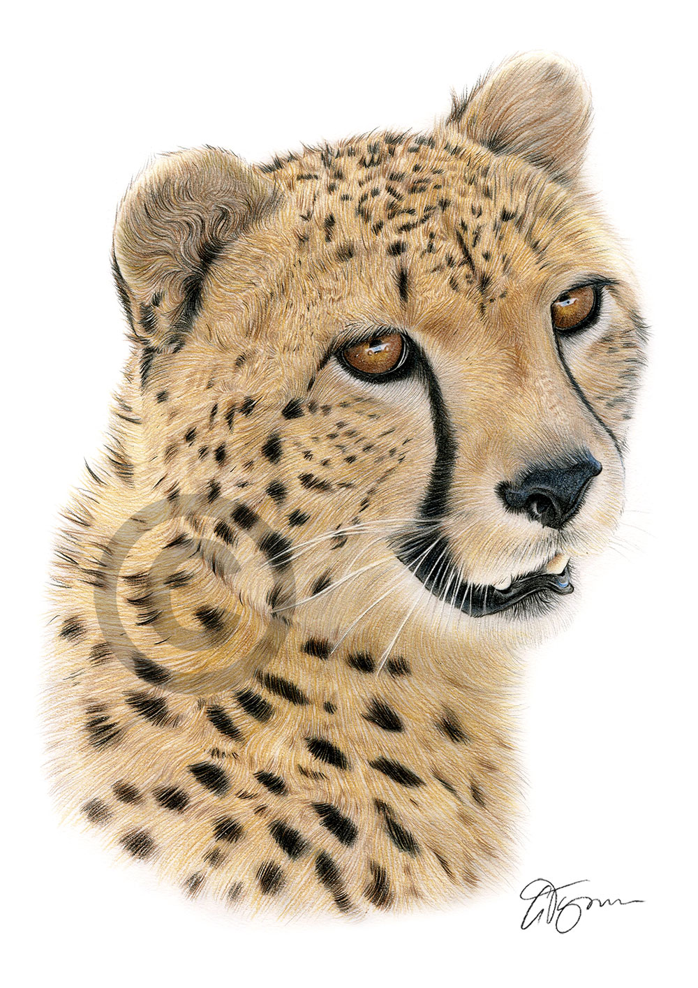 Colour pencil drawing of an African cheetah by UK artist Gary Tymon