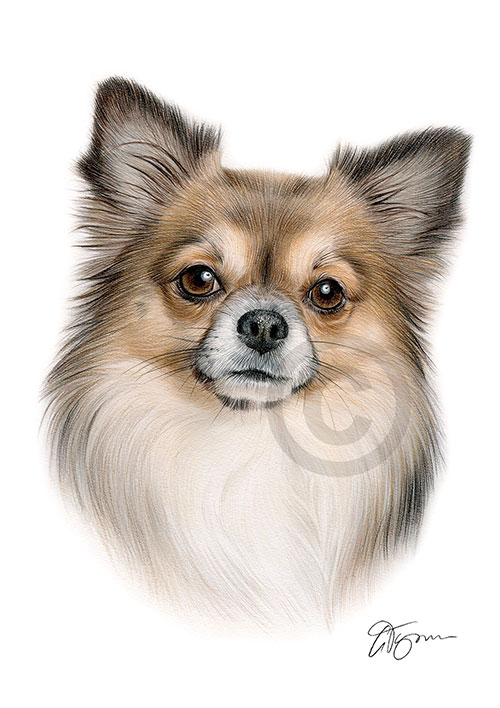 Colour pencil drawing of a Chihuahua