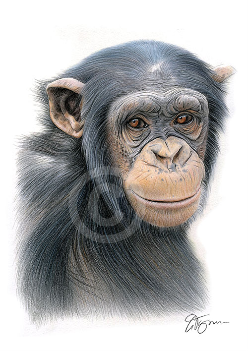 Colour pencil drawing of a chimpanzee