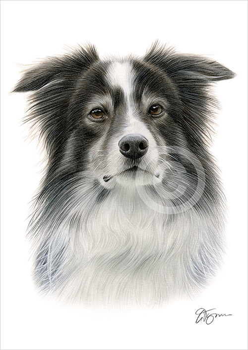 Colour pencil drawing of an adult border collie