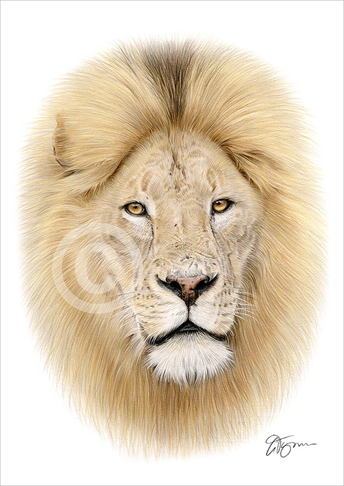 Colour pencil drawing of a lion in portrait
