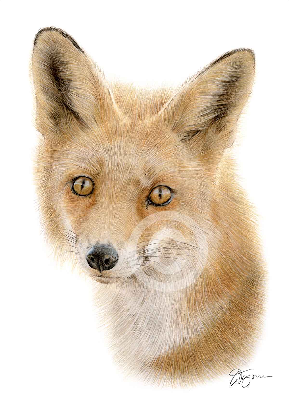 Colour pencil drawing of a young fox by artist Gary Tymon