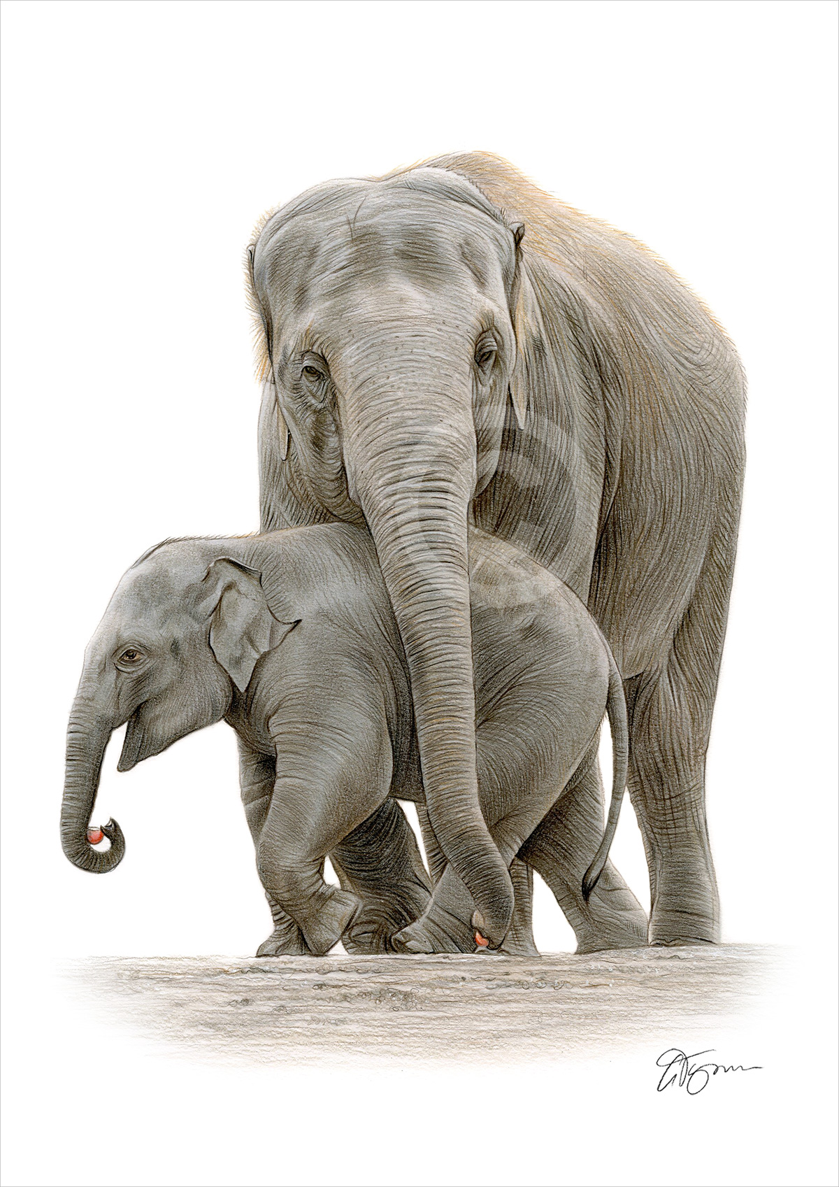 Colour pencil drawing of an Asian elephant and baby by artist Gary Tymon
