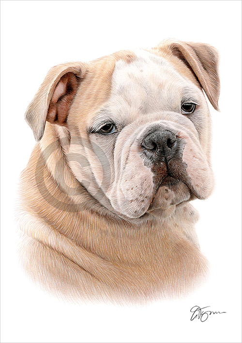 Colour pencil drawing of an English bulldog