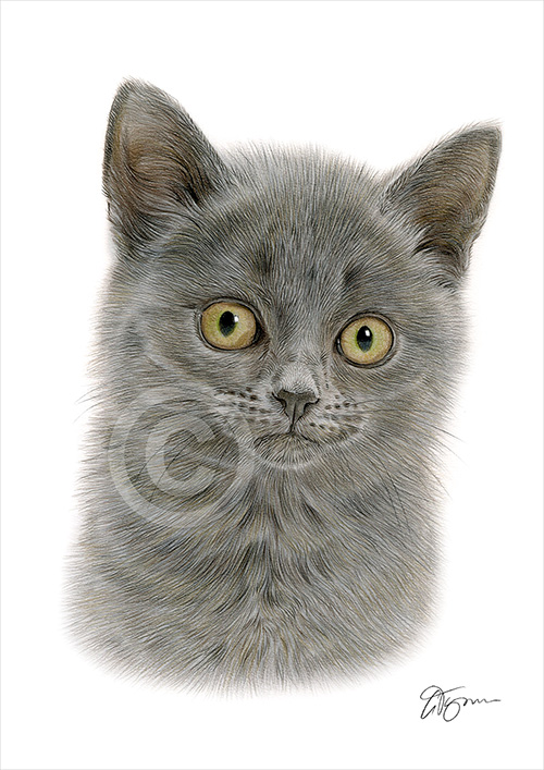Colour pencil drawing of a young dark grey cat