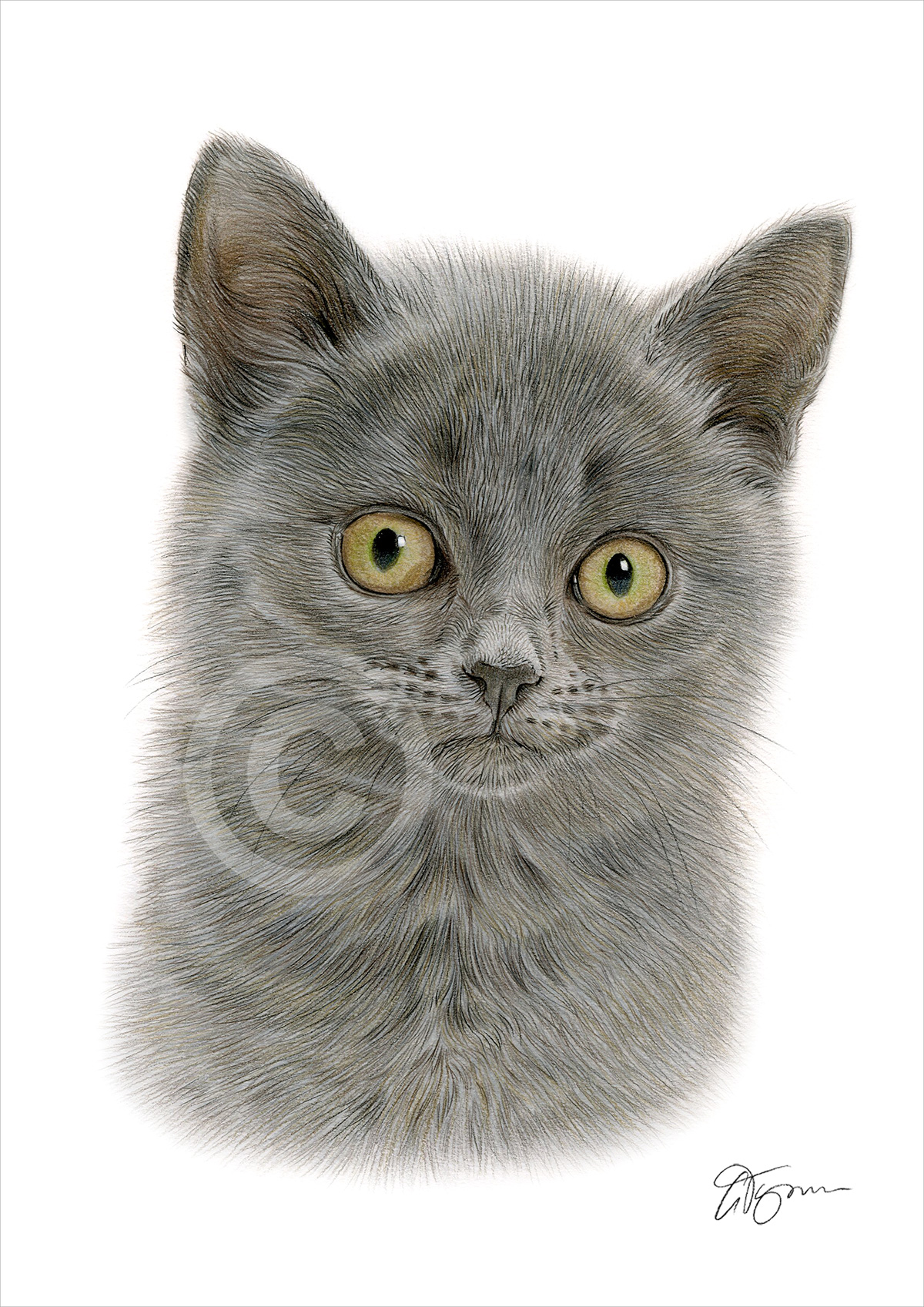 Colour pencil drawing of a young dark grey cat by artist Gary Tymon
