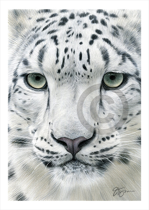 Colour pencil drawing of a snow leopard's face