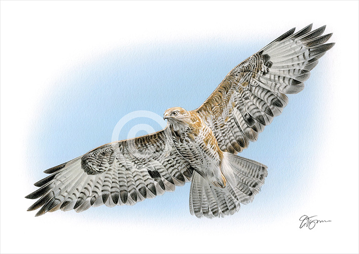 Colour pencil drawing of a Falcon in flight