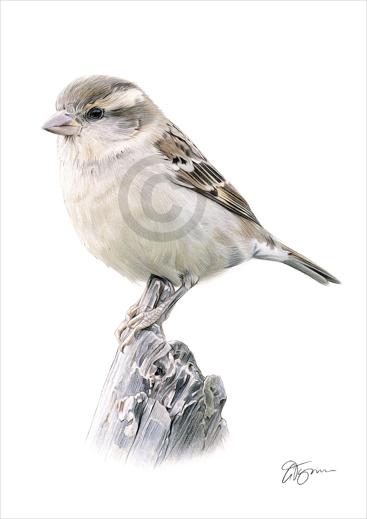 Colour pencil drawing of a female Sparrow by artist Gary Tymon