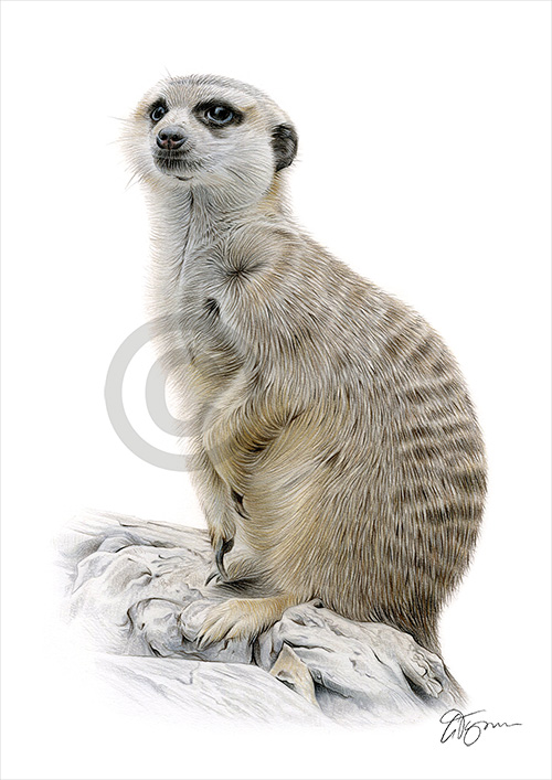 Colour pencil drawing of a Meerkat sitting on a rock