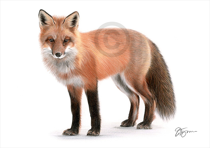 Colour pencil drawing of a red fox in landscape