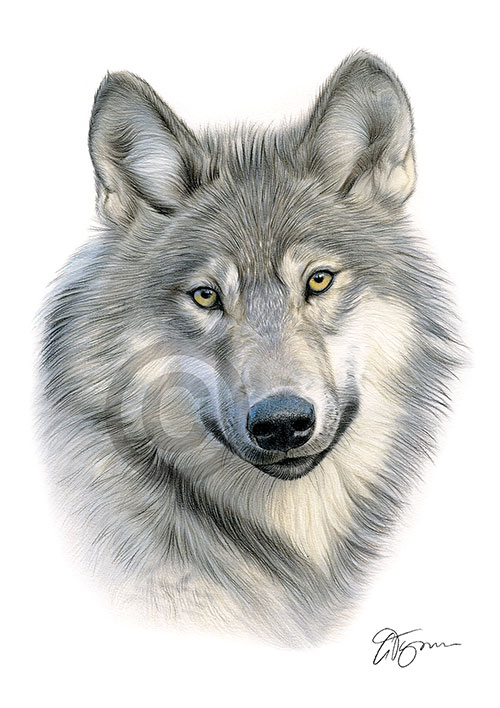 Colour pencil drawing of a Grey Wolf