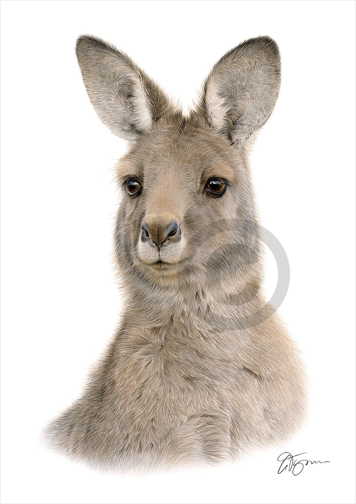 Colour pencil drawing of a Kangaroo by artist Gary Tymon