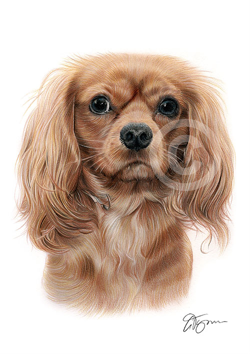 Colour pencil drawing of a King Charles Spaniel