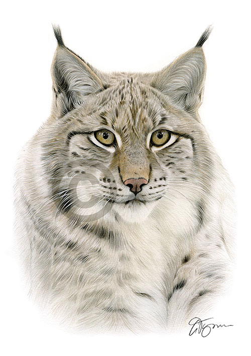 Colour pencil drawing of a lynx