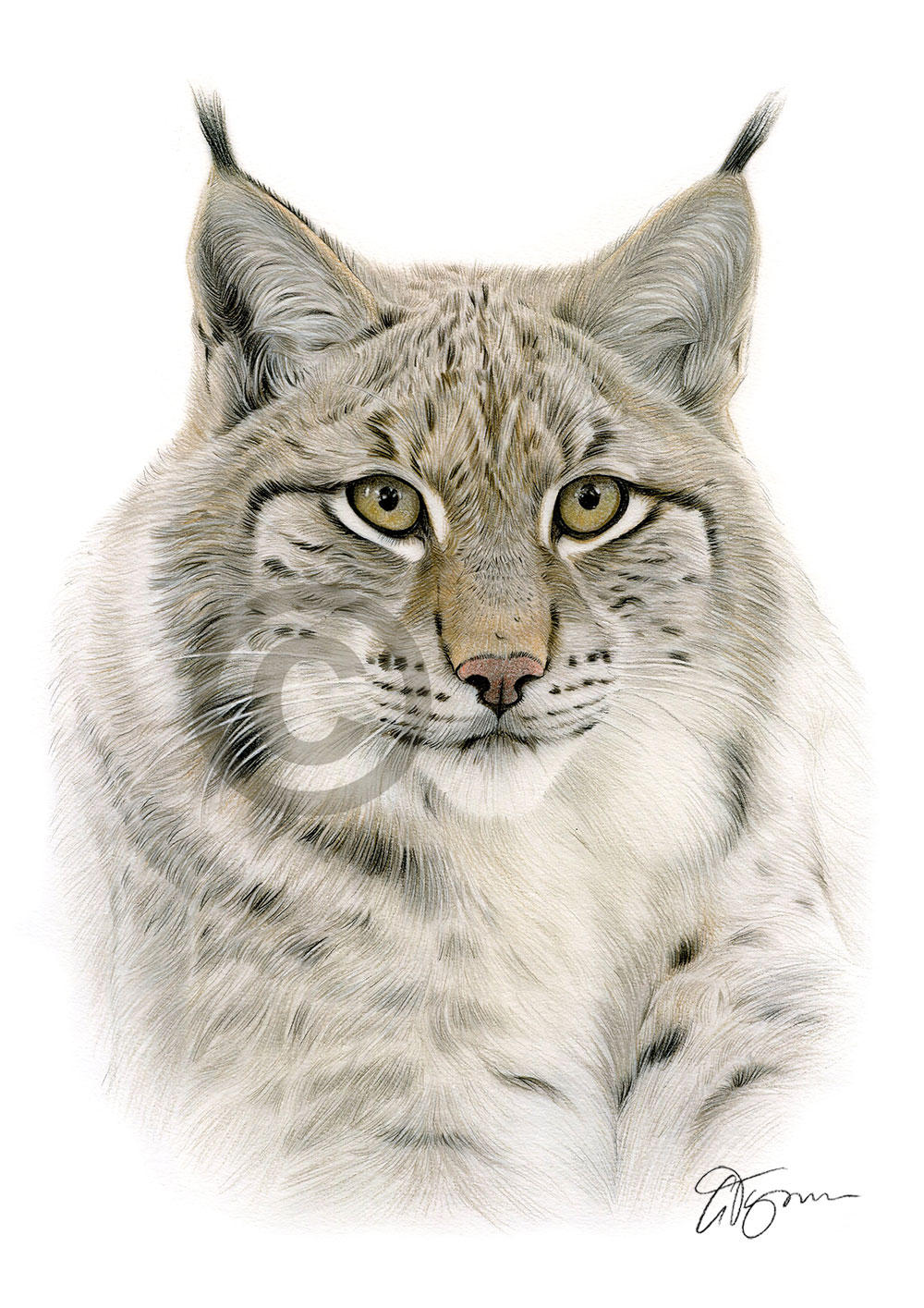 Colour pencil drawing of a lynx by UK artist Gary Tymon