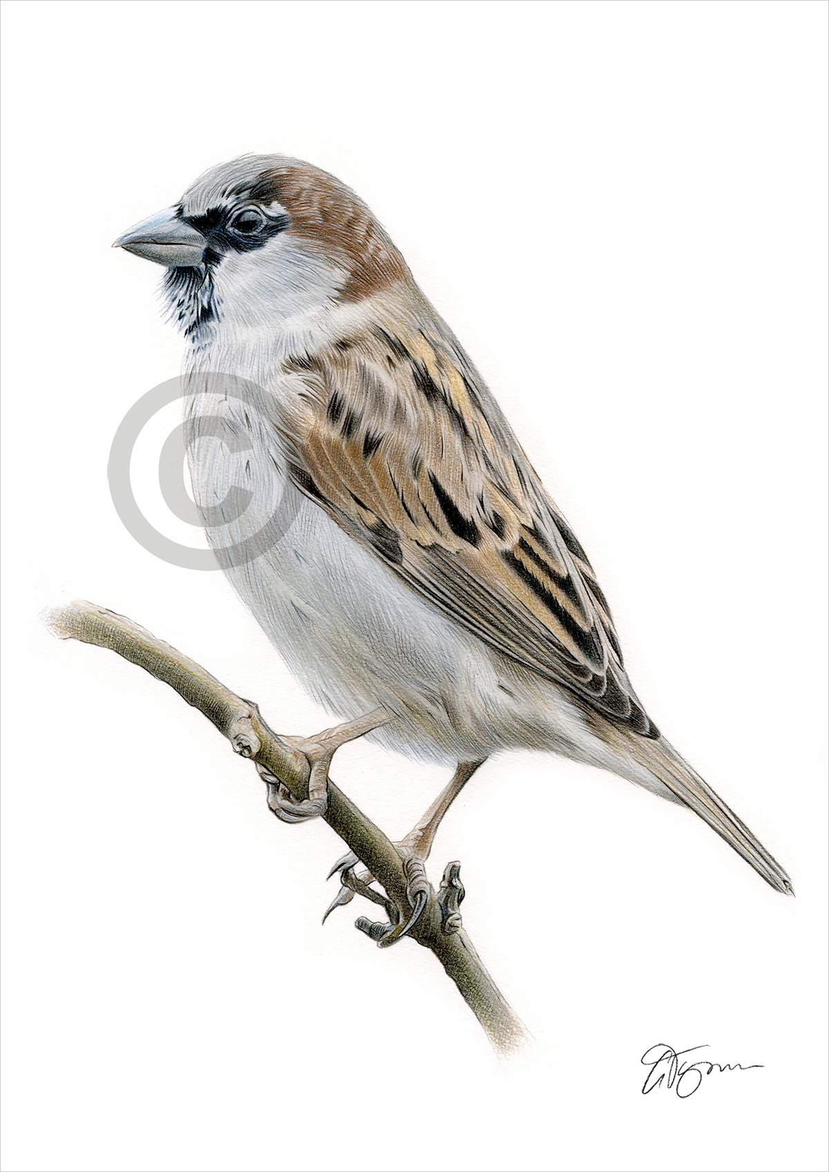 Colour pencil drawing of a male Sparrow by artist Gary Tymon