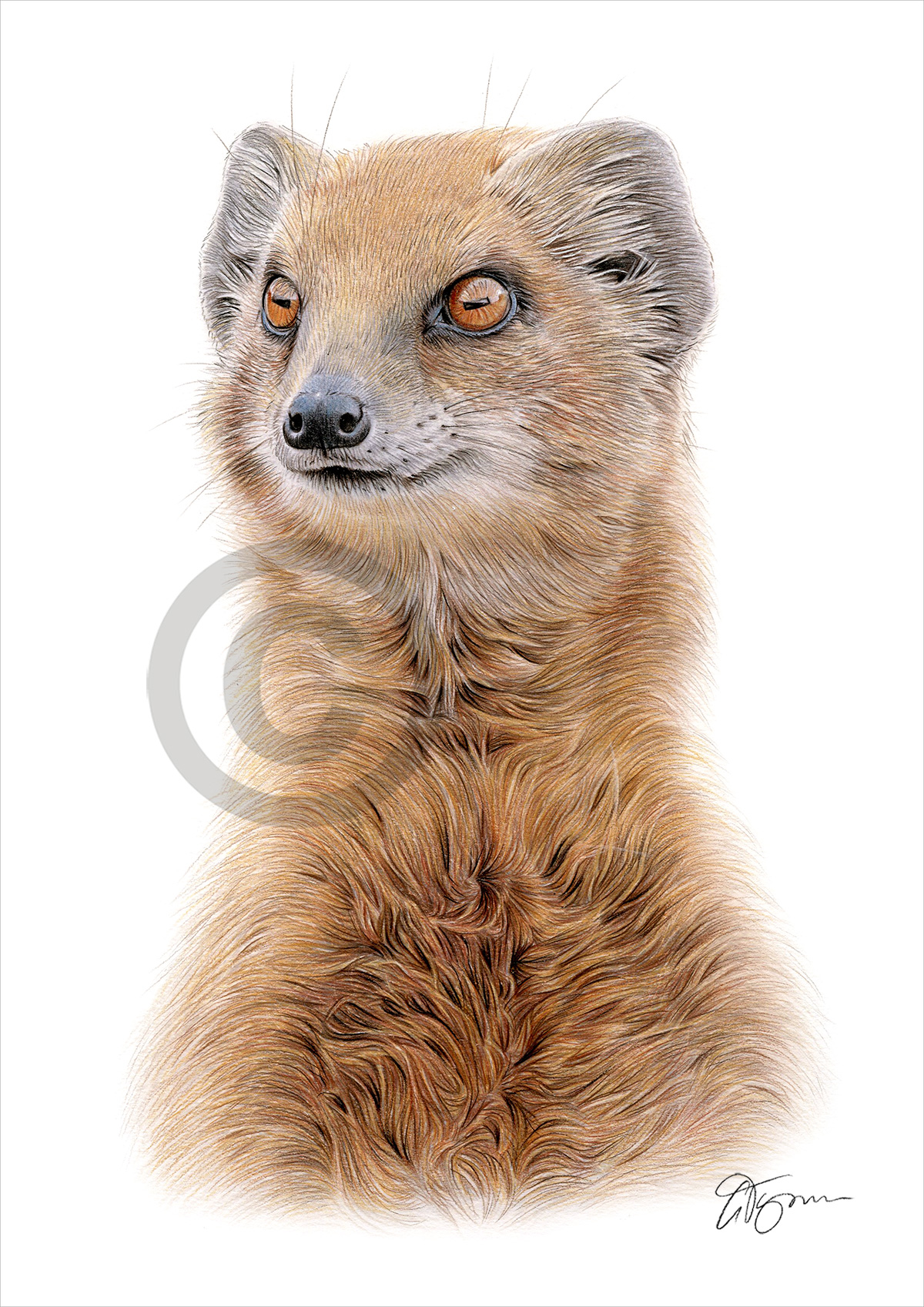 Colour pencil drawing of a mongoose by artist Gary Tymon