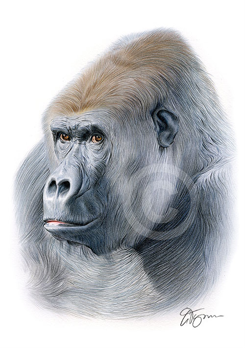 Colour pencil drawing of a mountain gorilla