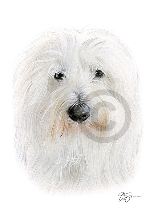 Colour pencil drawing of an Old English Sheepdog