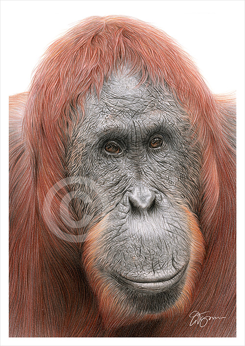 Colour pencil drawing of an Orangutan