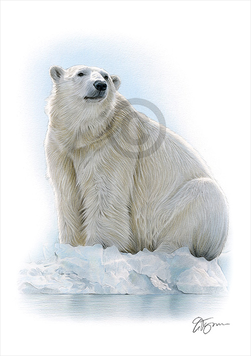 Colour pencil drawing of a Polar Bear