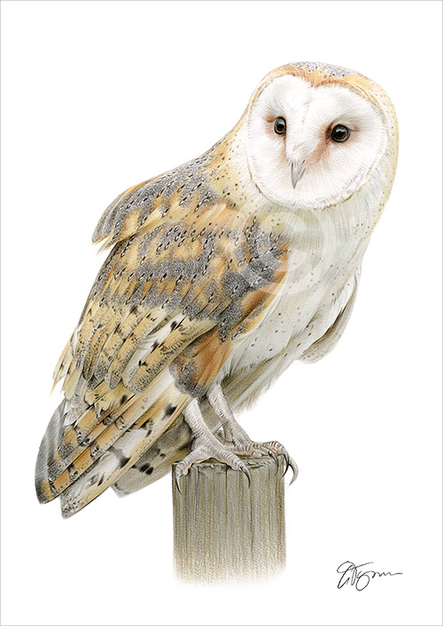 Colour pencil drawing of a Barn Owl sitting on a post