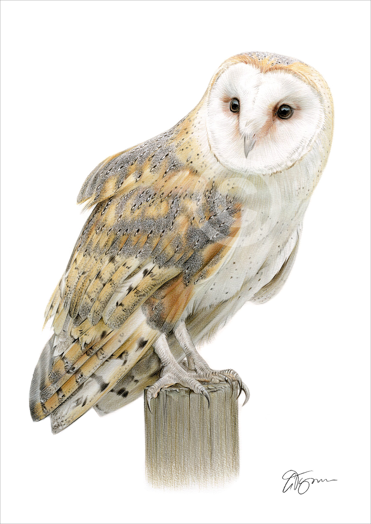 Colour pencil drawing of a barn owl sitting on a post by artist Gary Tymon