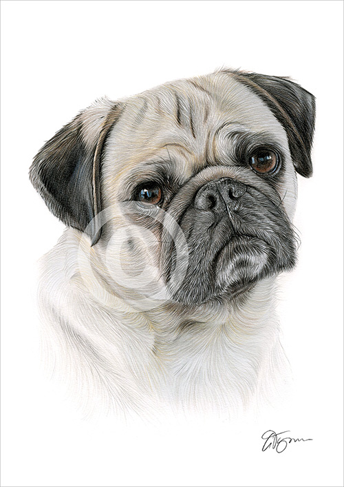 Colour pencil drawing of a Pug