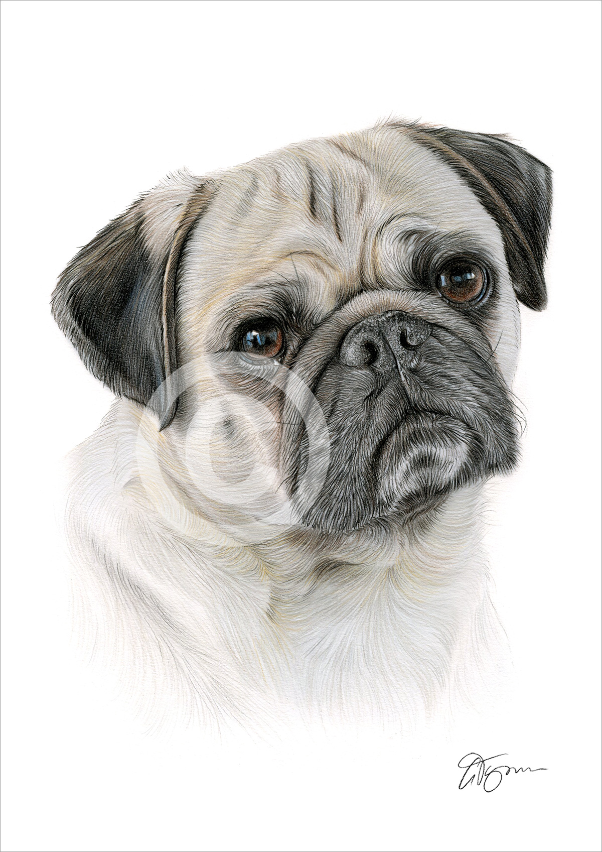 Colour pencil drawing of a Pug by artist Gary Tymon