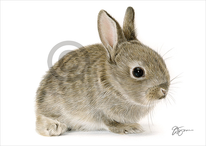 Colour pencil drawing of a Rabbit