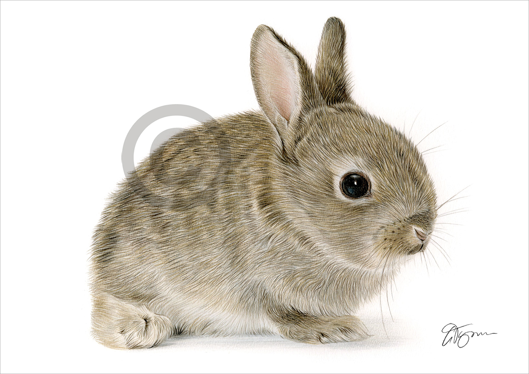 Colour pencil drawing of a rabbit by artist Gary Tymon