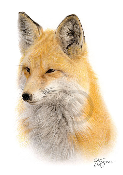 Colour pencil drawing of a red fox