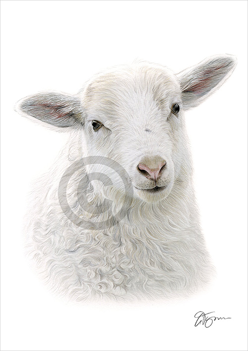 Colour pencil drawing of a sheep
