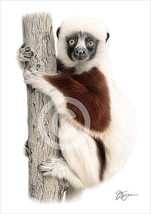 Colour pencil drawing of a sifaka