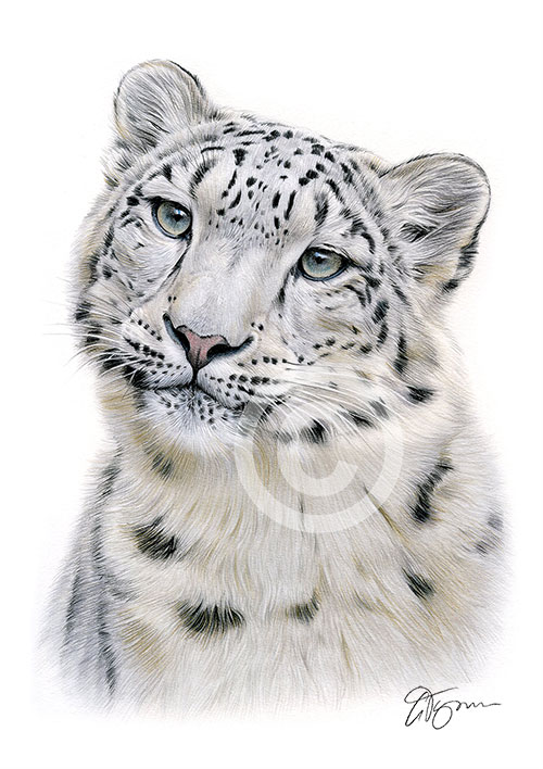 Colour pencil drawing of a snow leopard