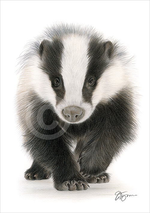 Colour pencil drawing of a Badger walking
