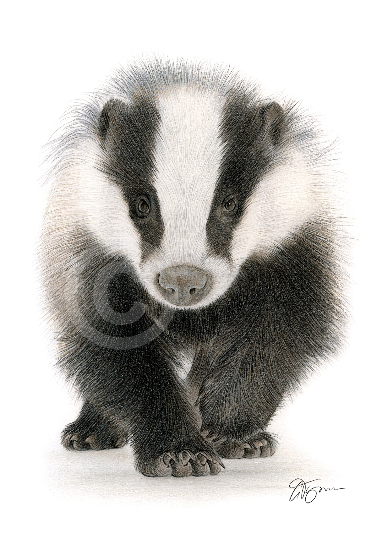Colour pencil drawing of a badger walking by artist Gary Tymon