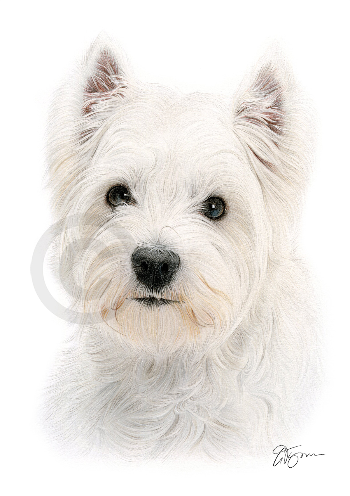 Colour pencil drawing of a west highland white terrier by artist Gary Tymon